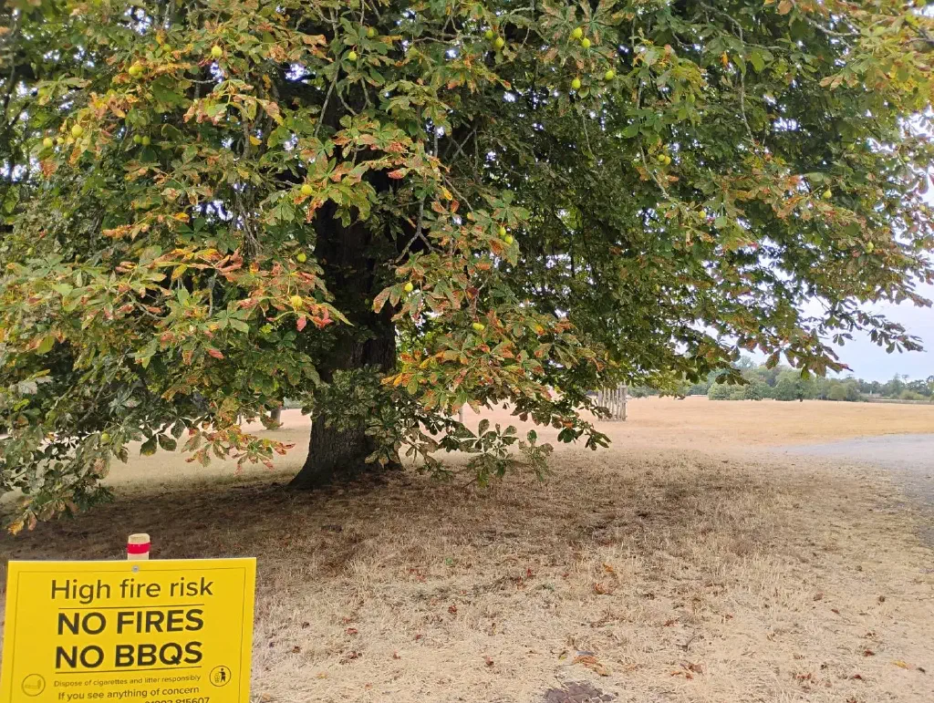 Dry grass and stressed trees during drought in the UK - Photo by Joshua Hyde